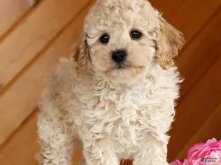 Toy Poodle dogs for sale: Bruno - Ad 2