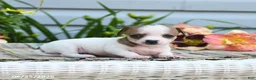 Chiweenie dogs for sale: Adora - Ad 3