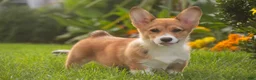 Welsh Corgi Pembroke dogs for sale: Trix Welsh Corgi Pembroke  - Ad 15