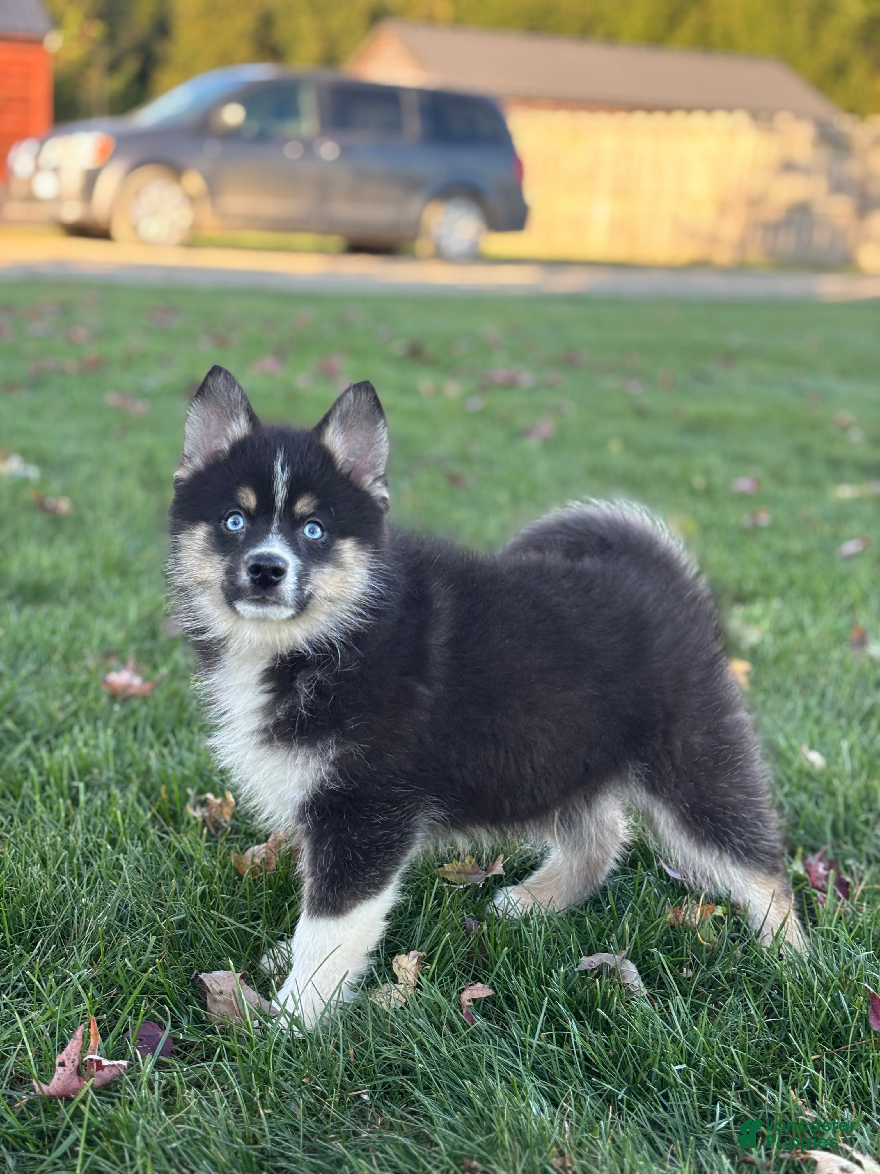 Pomsky dogs for sale: Silas - Ad 2