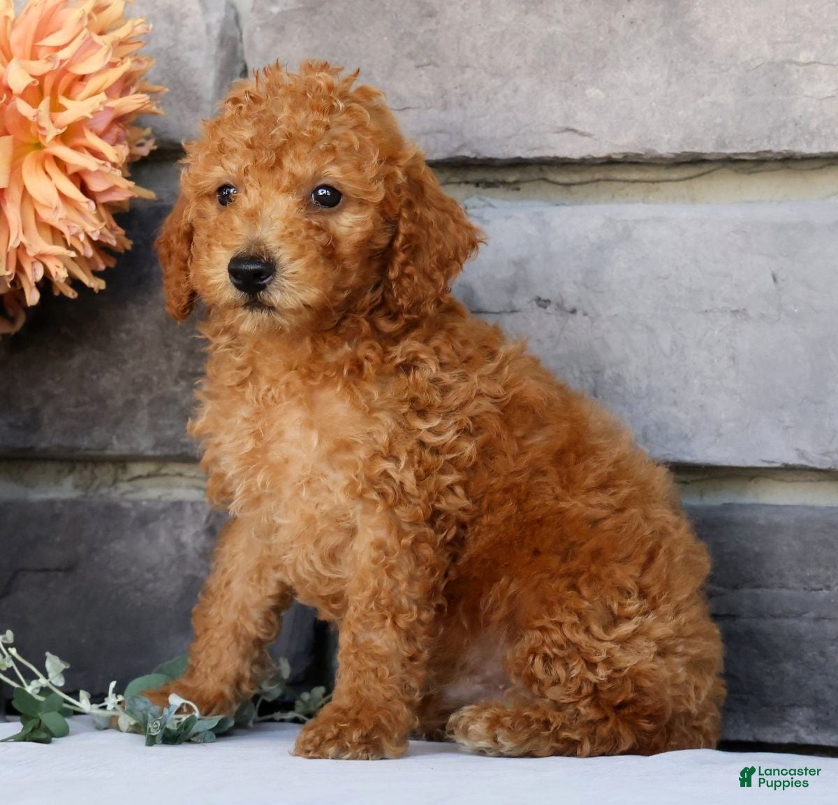 Miniature Poodle dogs Nolan - Ad 1