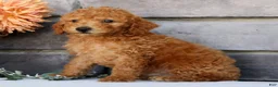 Miniature Poodle dogs for sale: Nolan - Ad 6