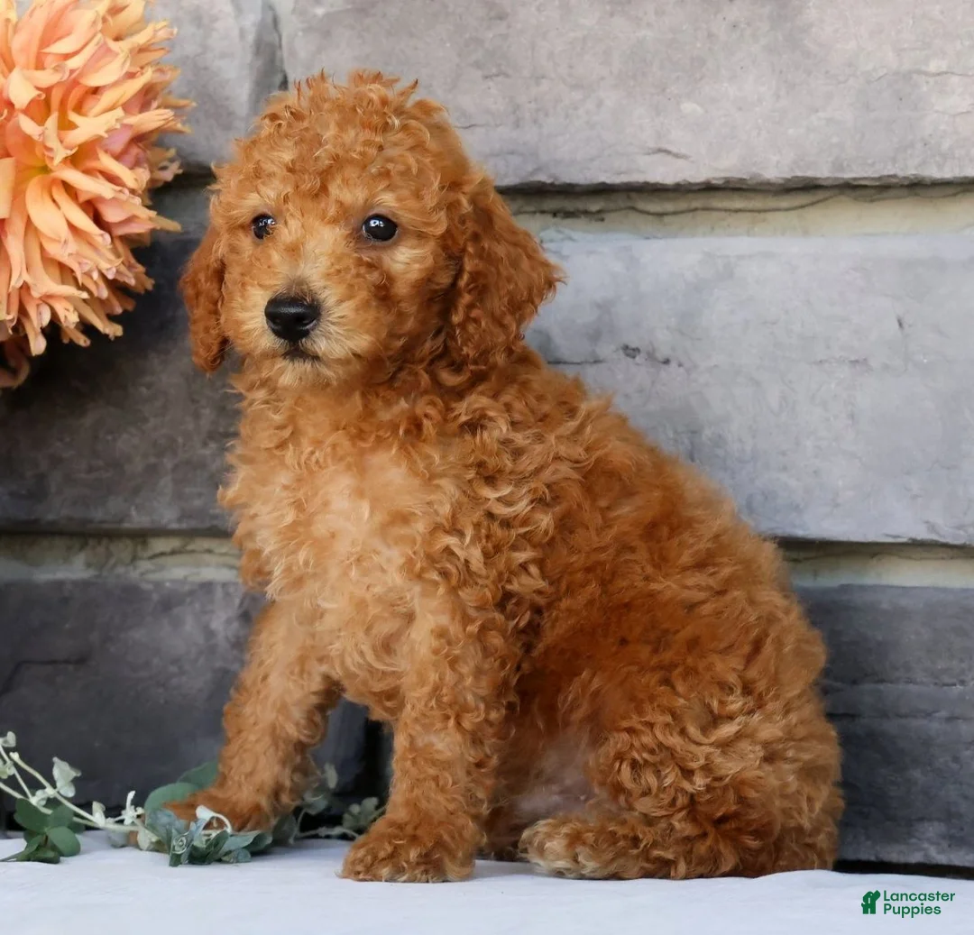 Miniature Poodle dogs for sale: Nolan - Ad 1