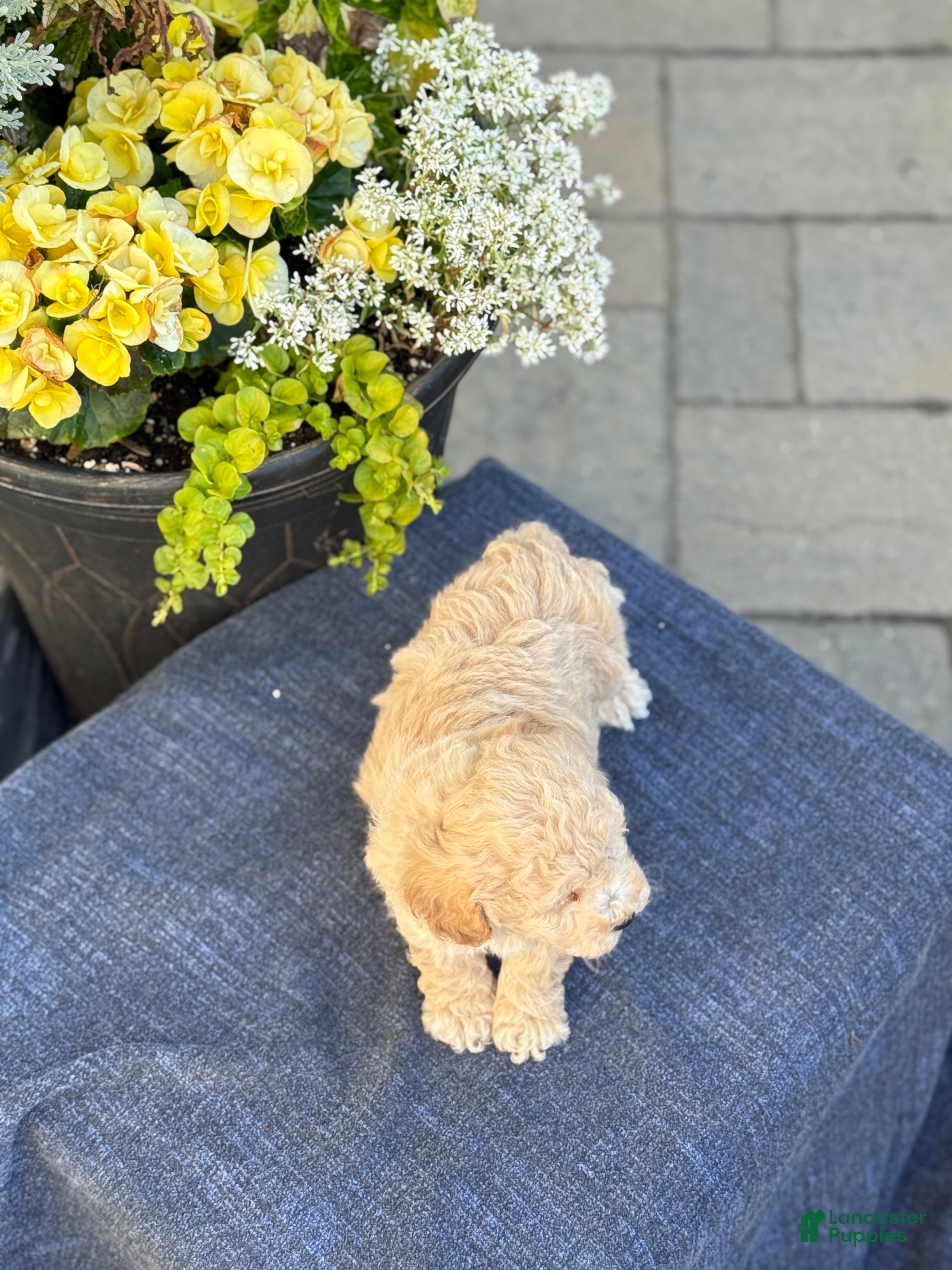 Bichpoo dogs for sale: Franklin - Ad 11