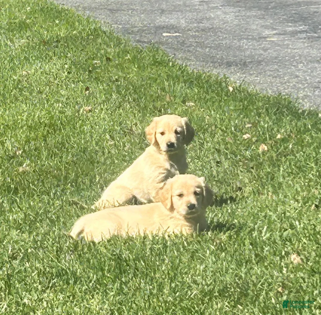 Golden Retriever dogs for sale: Susie - Ad 6