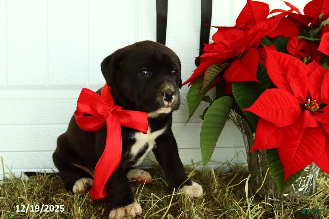 Mixed Breed dogs for sale: Trixie - Ad 5