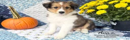 Shetland Sheepdog dogs for sale: Ava - Ad 3