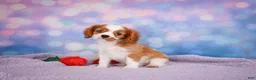 Cavalier King Charles Spaniel dogs for sale: Randy Genetic Clear - Ad 3