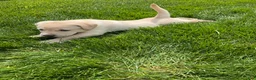 Labrador Retriever dogs for sale: Brody - Ad 8