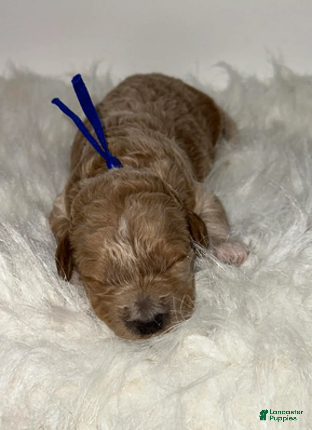 Goldendoodle dogs for sale: Blue boy - Ad 3