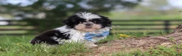 Shih Tzu dogs for sale: Nolan - Ad 2