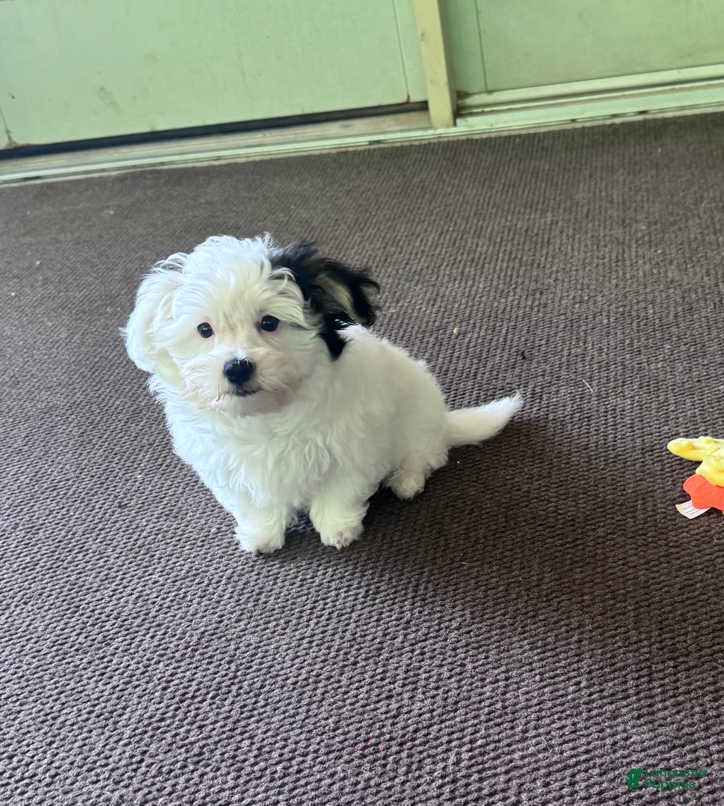 Morkie dogs Morkie 1 - Ad 18