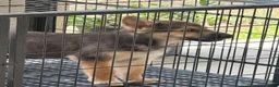Gerberian Shepsky dogs for sale: Spike  - Ad 3