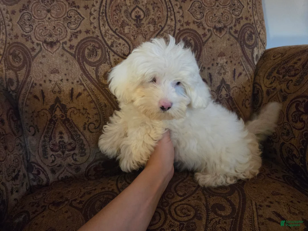 Miniature Poodle dogs for sale: Doodle SALE! - Ad 1