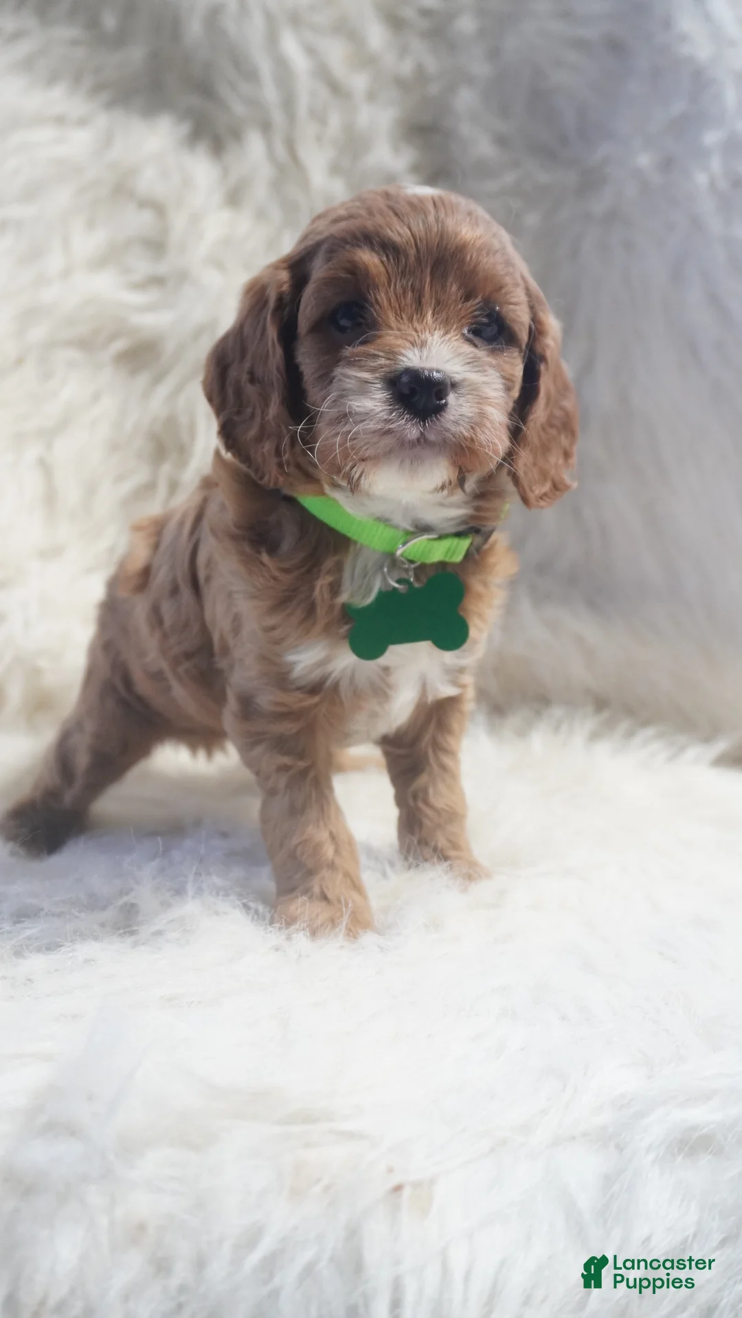 Cavapoo dogs for sale: Snoopy  - Ad 5