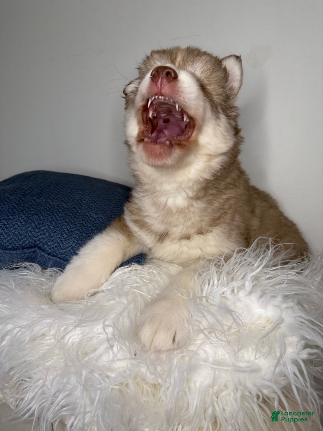 Siberian Husky dogs for sale: Canyon - Ad 3
