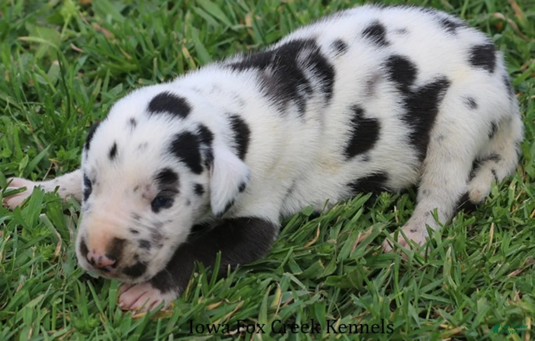 Great Dane dogs for sale: Major - Ad 2