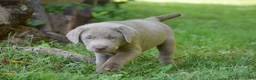 Labrador Retriever dogs for sale: Thunder - Ad 9