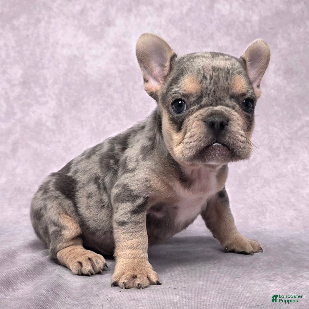 French Bulldog dogs for sale: Romeo - Ad 2