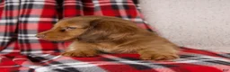 Dachshund dogs for sale: Evan - Ad 6