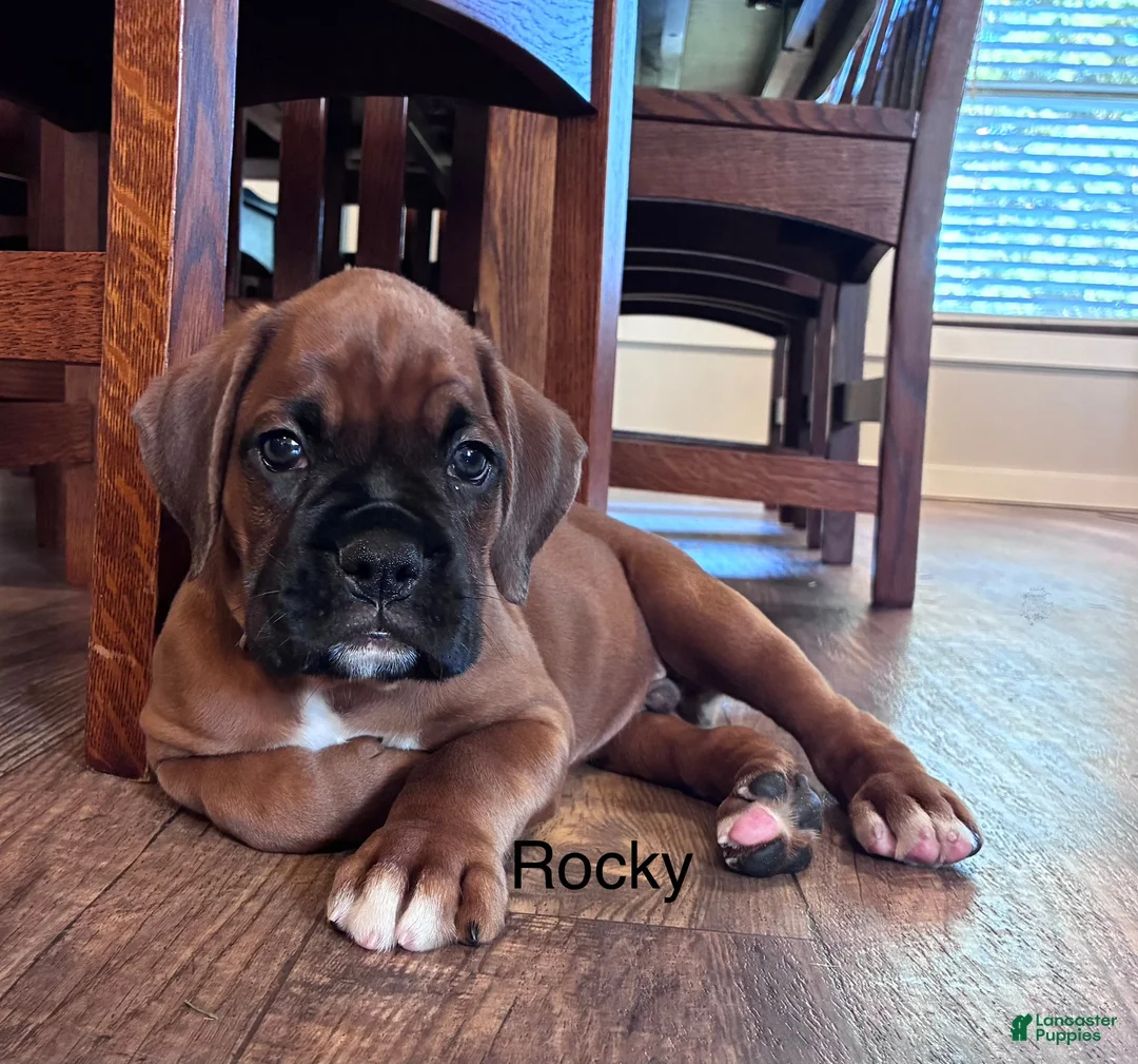 Boxer dogs for sale: Rocky  - Ad 1