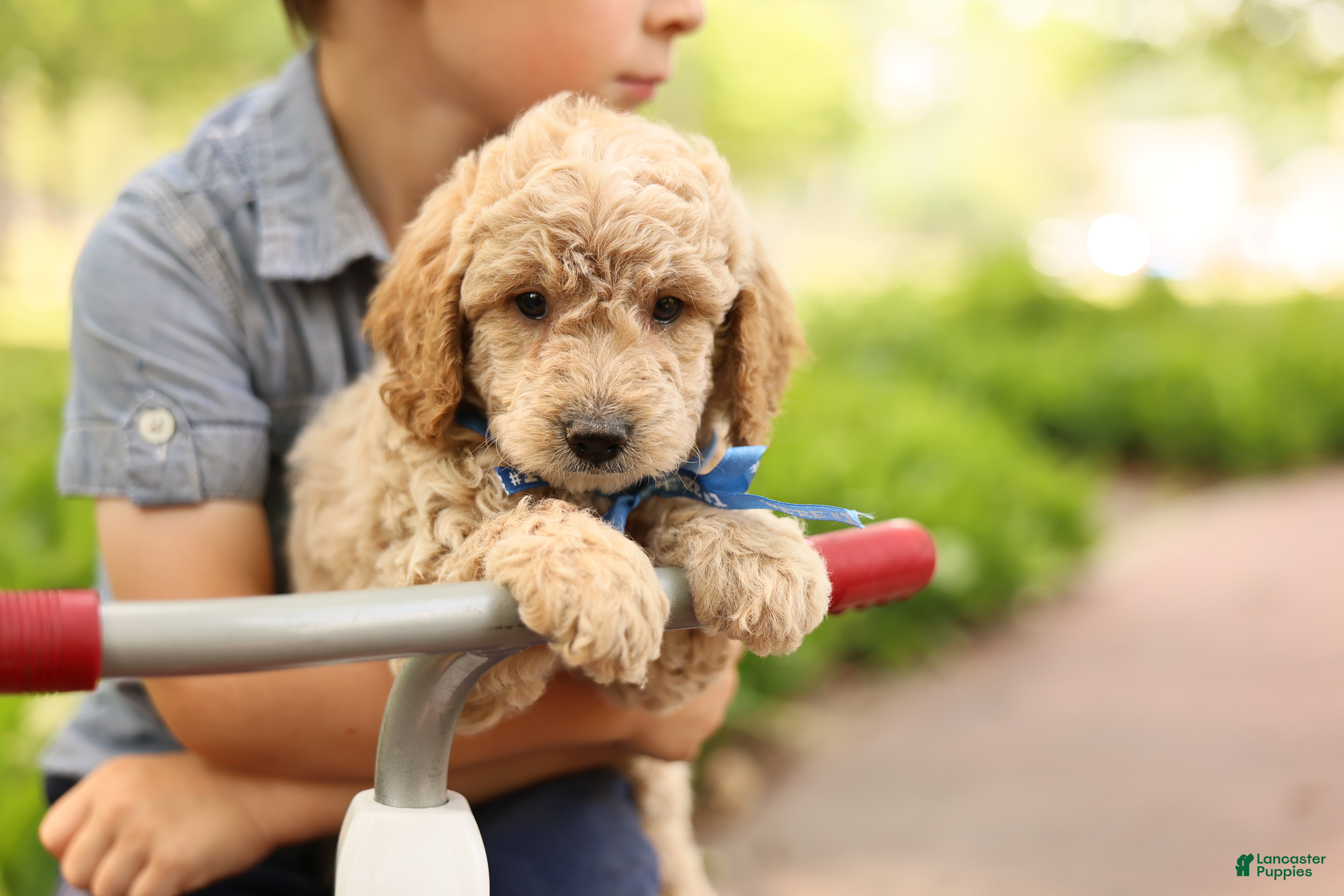 Mini Goldendoodle dogs Paddington - Ad 1