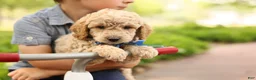 Mini Goldendoodle dogs for sale: Paddington - Ad 1