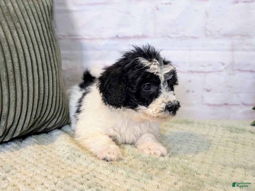 Mixed Breed dogs for sale: Alexia  - Ad 3