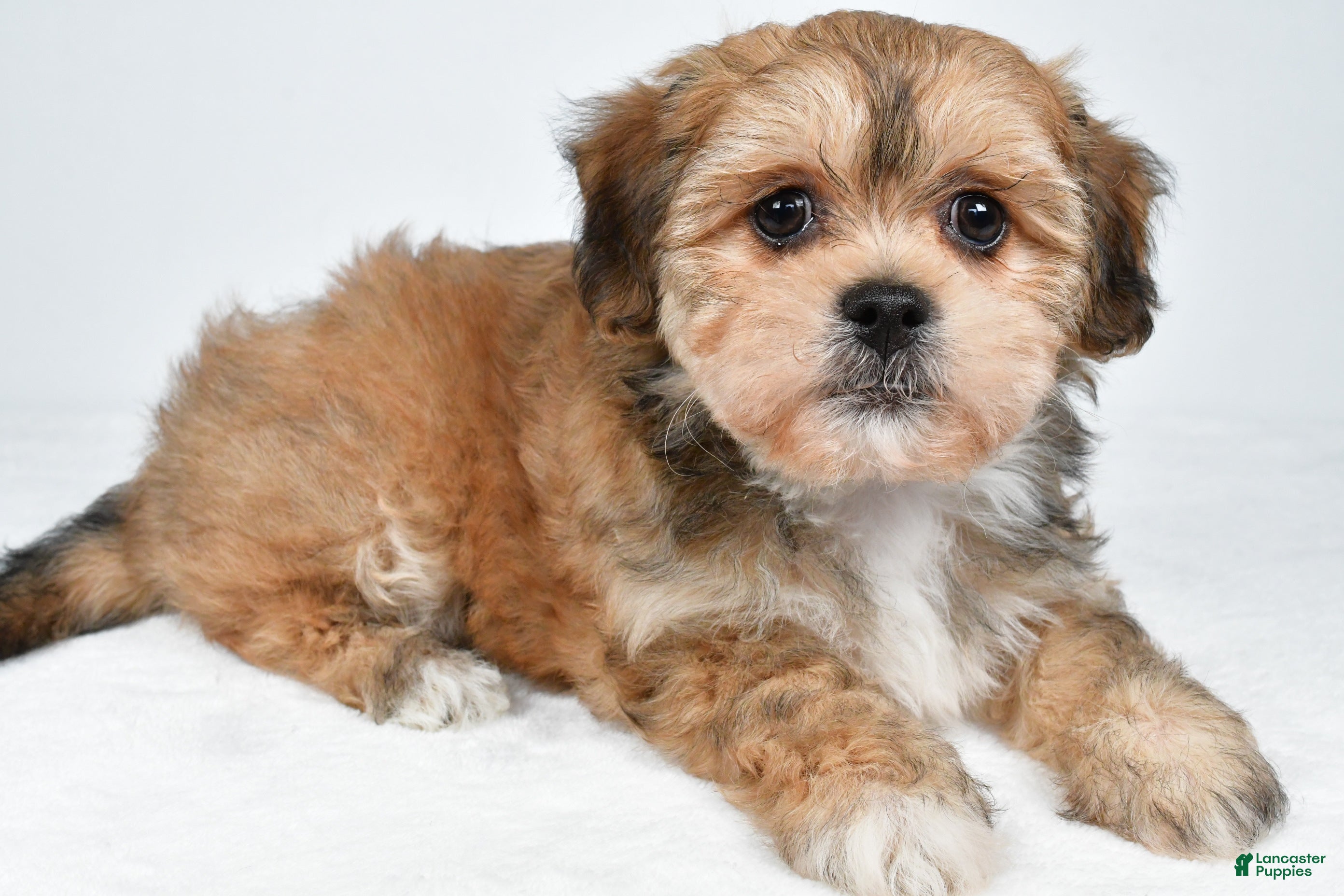 Shihpoo dogs Rose - Ad 1