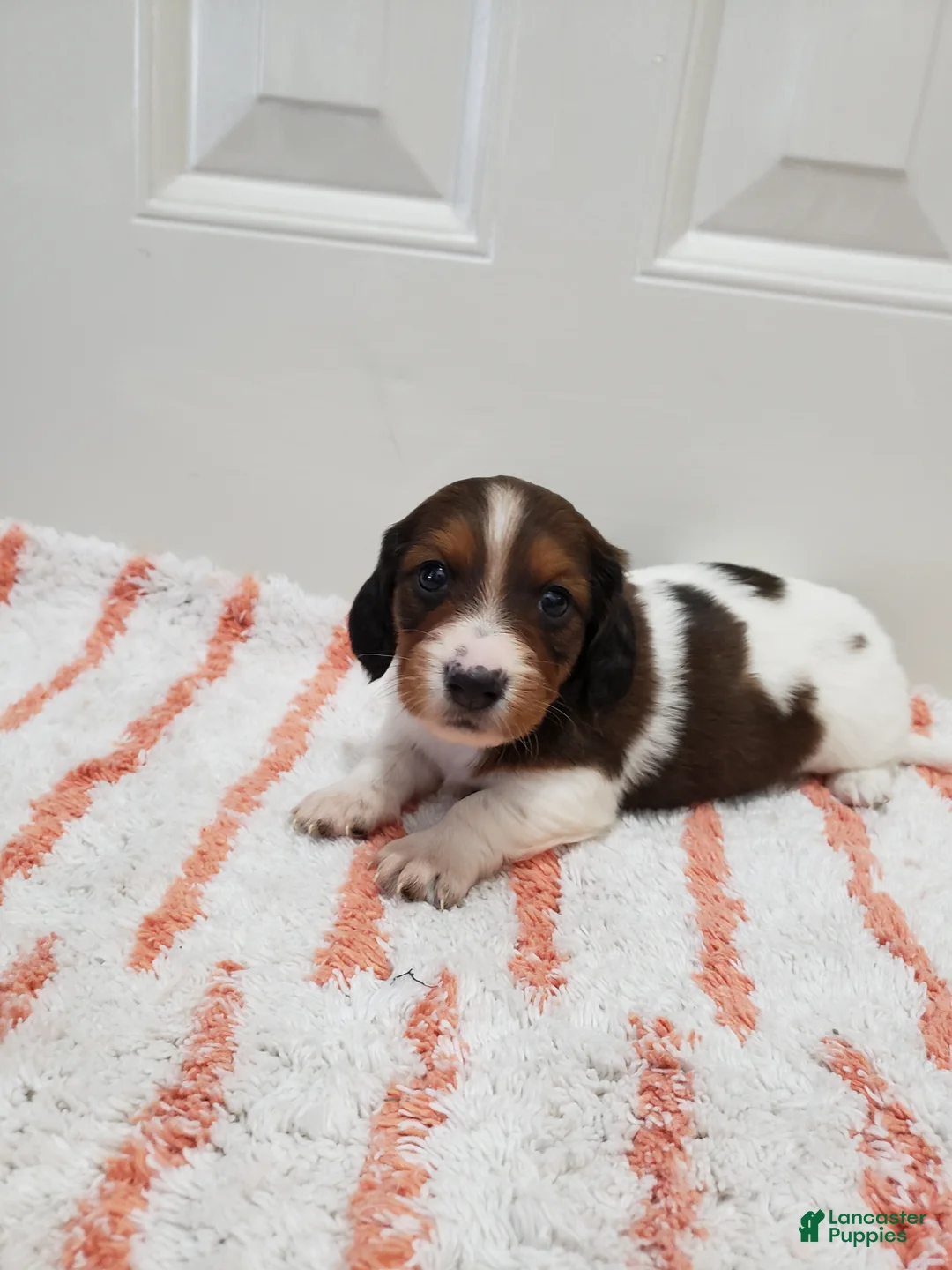Miniature Dachshund dogs for sale: Rex - Ad 6