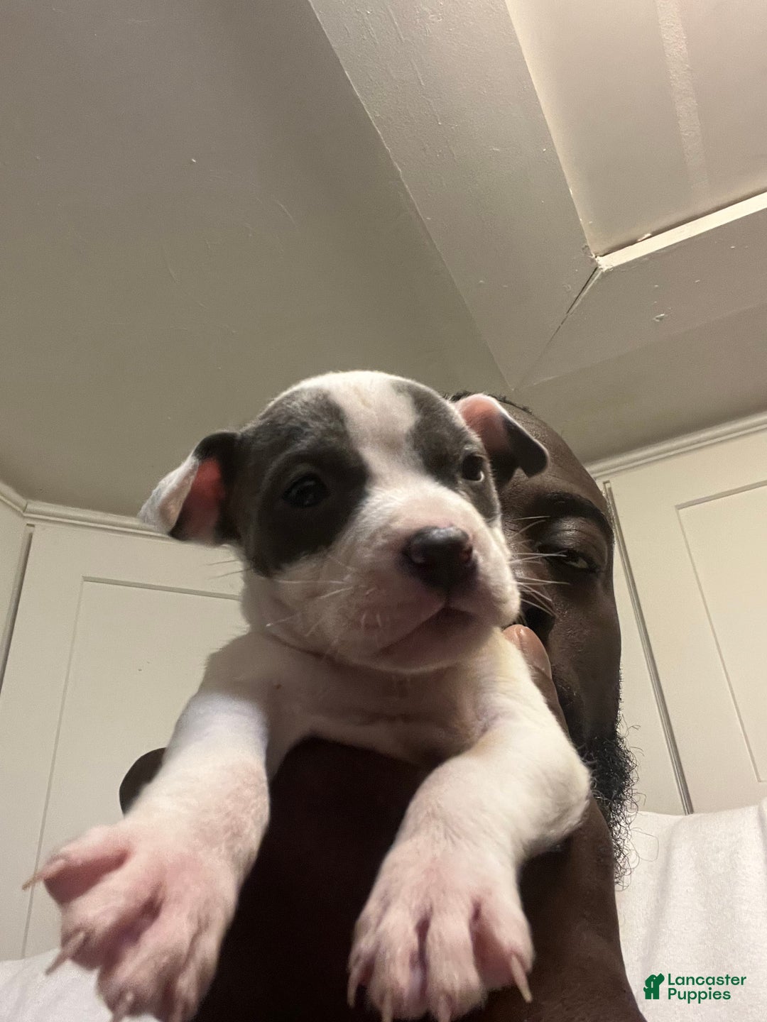 American Staffordshire Terrier dogs for sale: American Staffordshire Terrier Puppy 3 - Ad 1