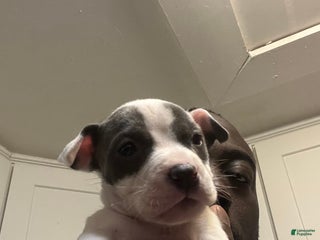 American Staffordshire Terrier dogs American Staffordshire Terrier Puppy 3 - Ad 8
