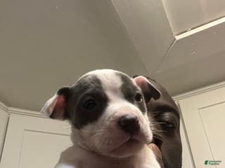 American Staffordshire Terrier dogs American Staffordshire Terrier Puppy 3 - Ad 8