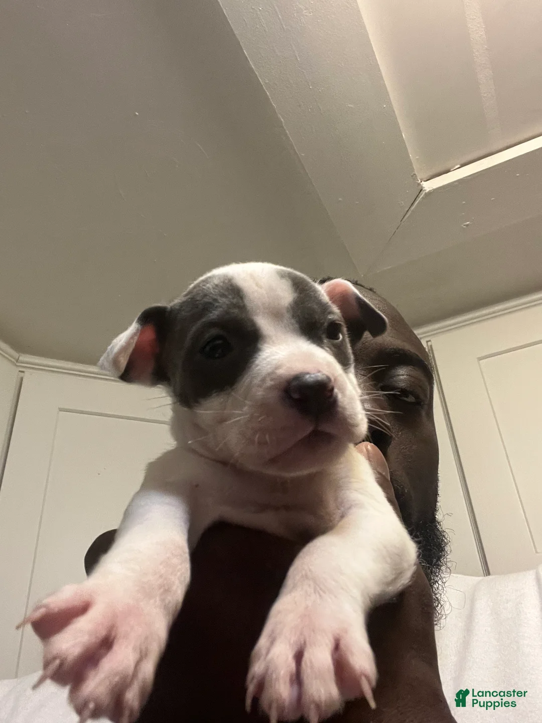 American Staffordshire Terrier dogs for sale: American Staffordshire Terrier Puppy 3 - Ad 1