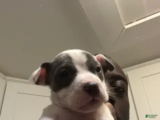 American Staffordshire Terrier dogs American Staffordshire Terrier Puppy 3 - Ad 7