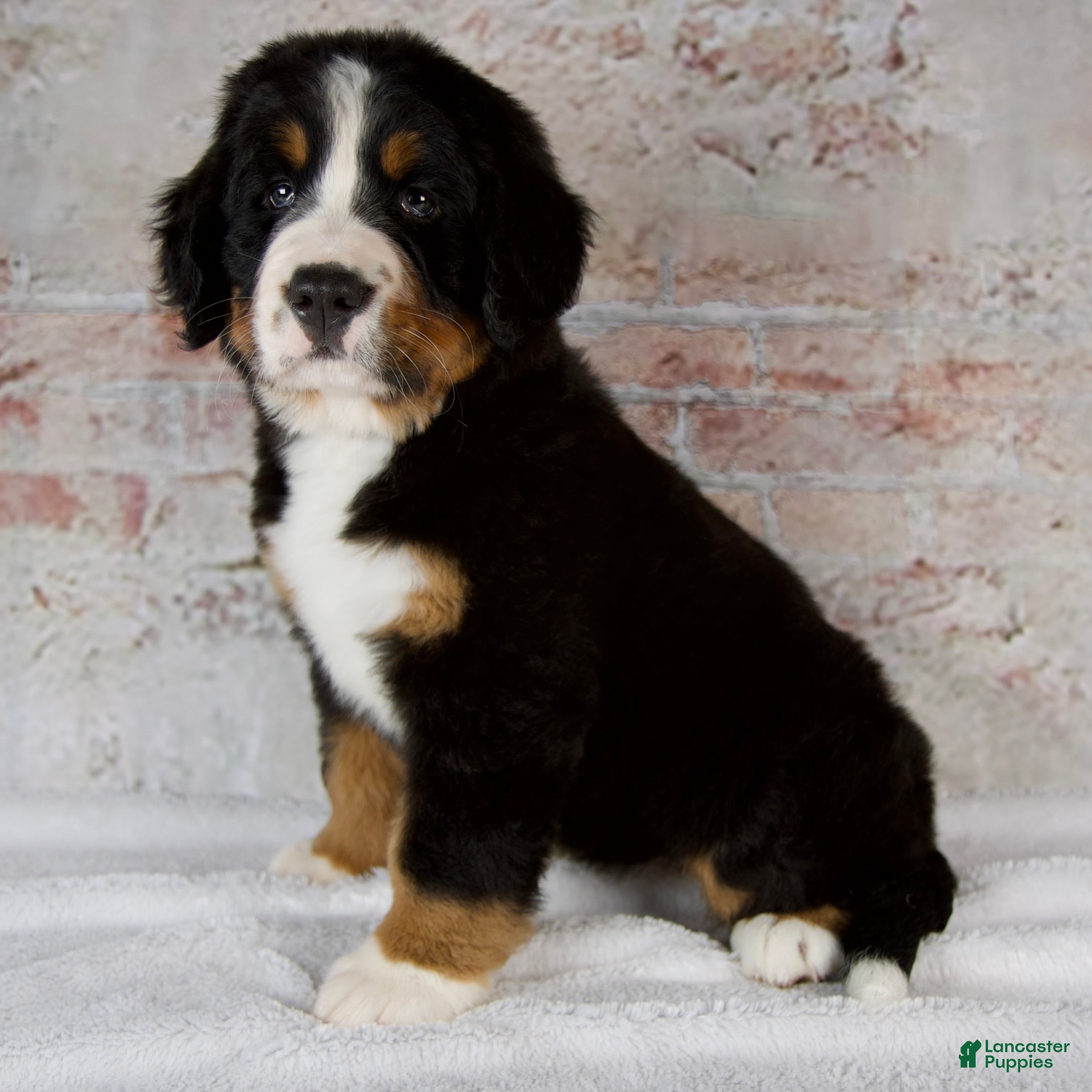 Bernese Mountain Dog dogs Renae - Ad 2