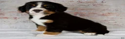 Bernese Mountain Dog dogs for sale: Renae - Ad 2
