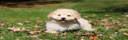 Maltipoo dogs for sale: Connor - Ad 7