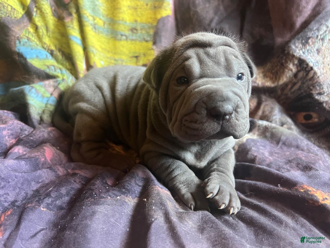 Gallery Image {{count}}