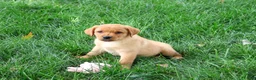 Labrador Retriever dogs for sale: Constance - Ad 3