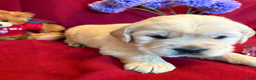 Golden Retriever dogs for sale: Button - Ad 2