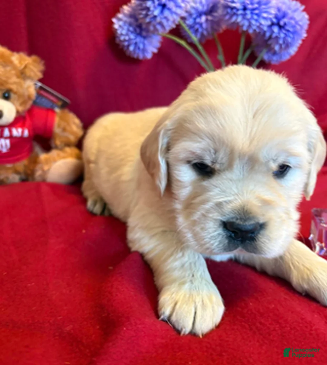 Golden Retriever dogs for sale: Button - Ad 2