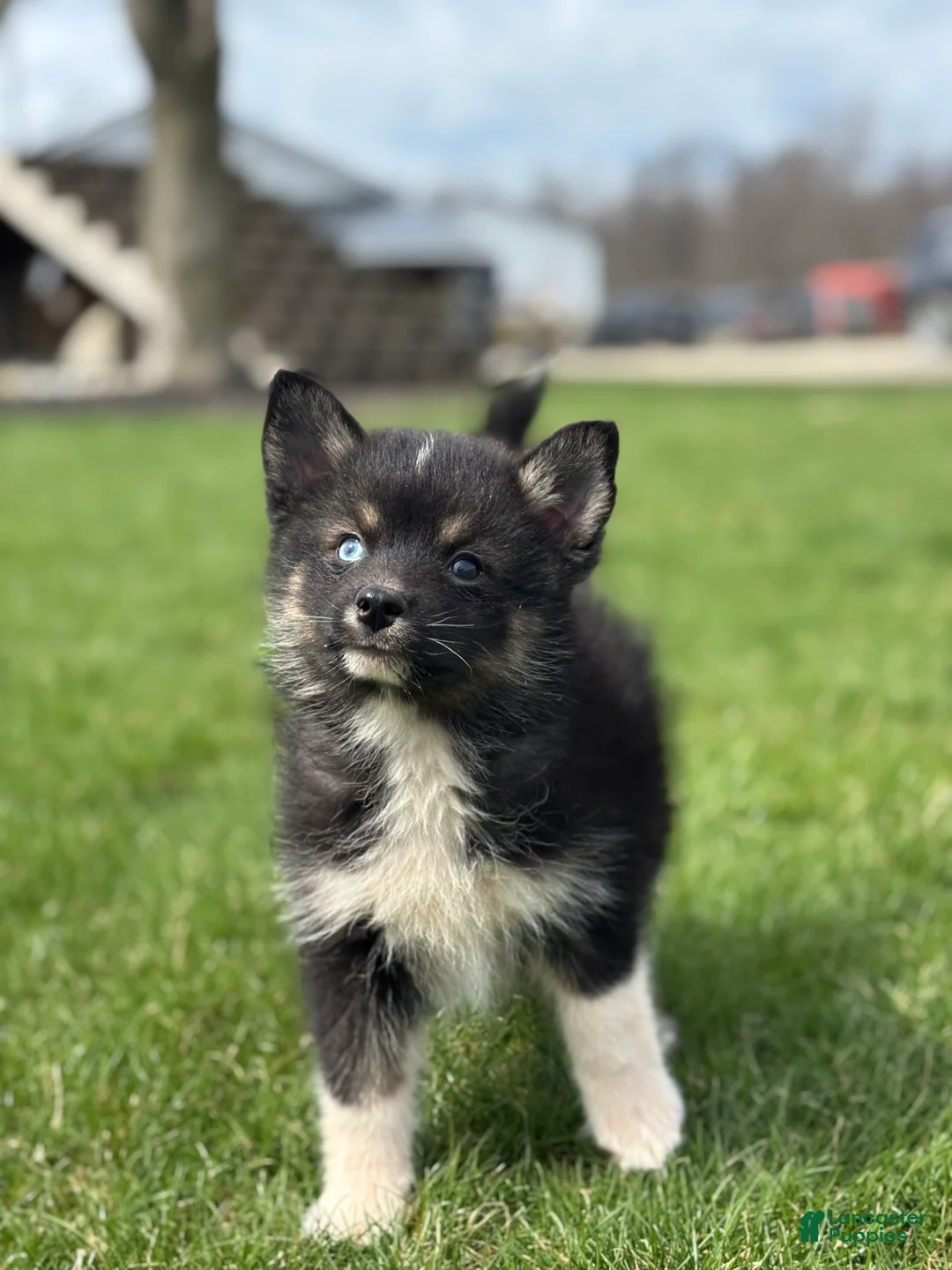 Pomsky dogs for sale: Devon - Ad 1