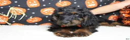 Cockapoo dogs for sale: Toffee  - Ad 8