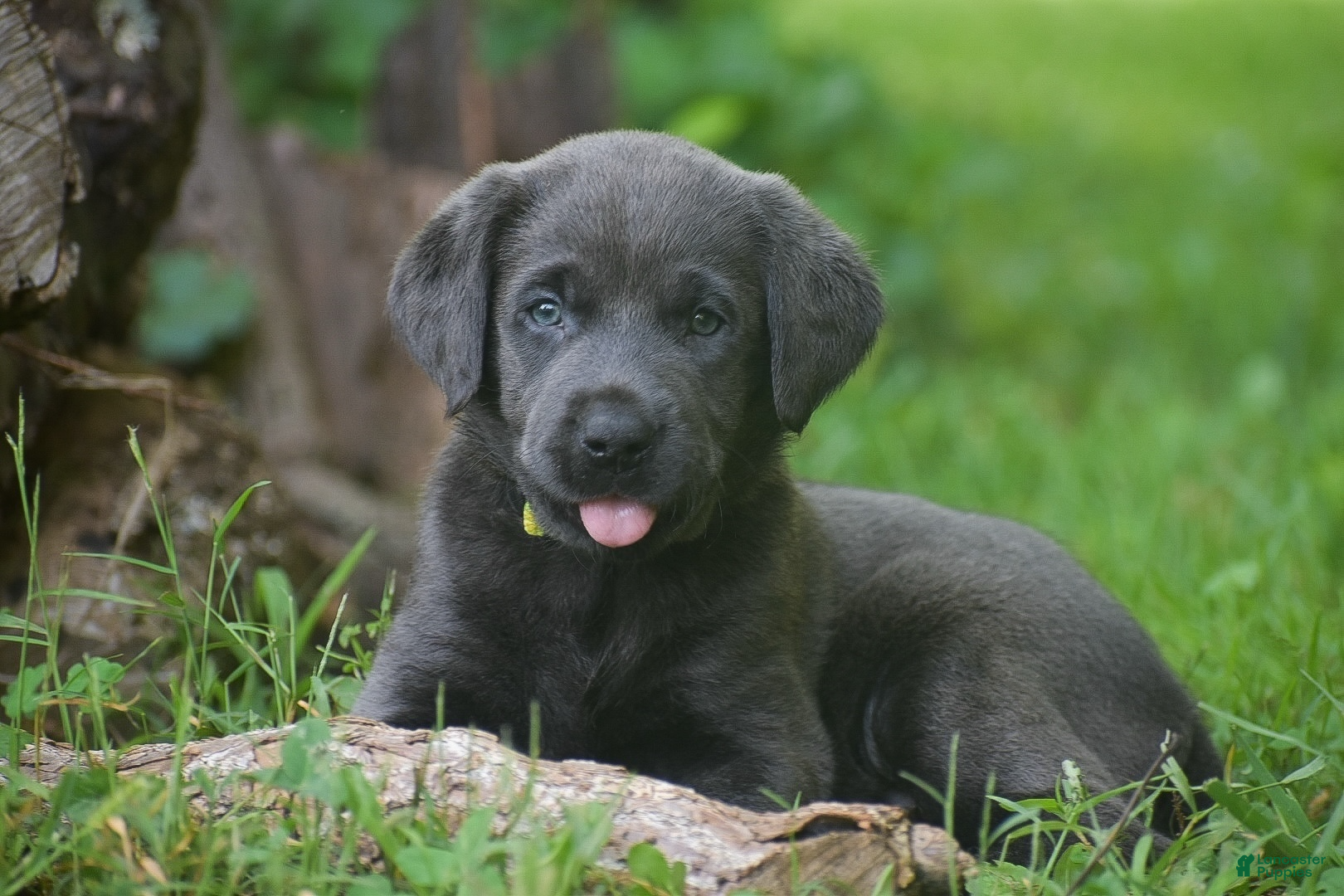 Labrador Retriever dogs Star - Ad 1