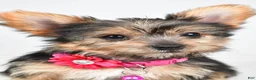 Yorkshire Terrier dogs for sale: Peggy - Ad 8