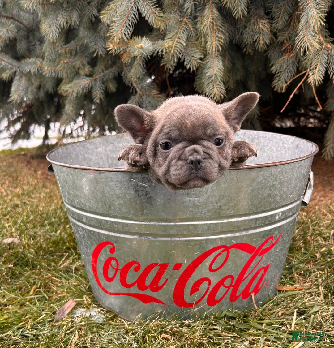 French Bulldog dogs for sale: Knox - Ad 2