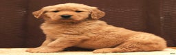Golden Retriever dogs for sale: Flint - Ad 7