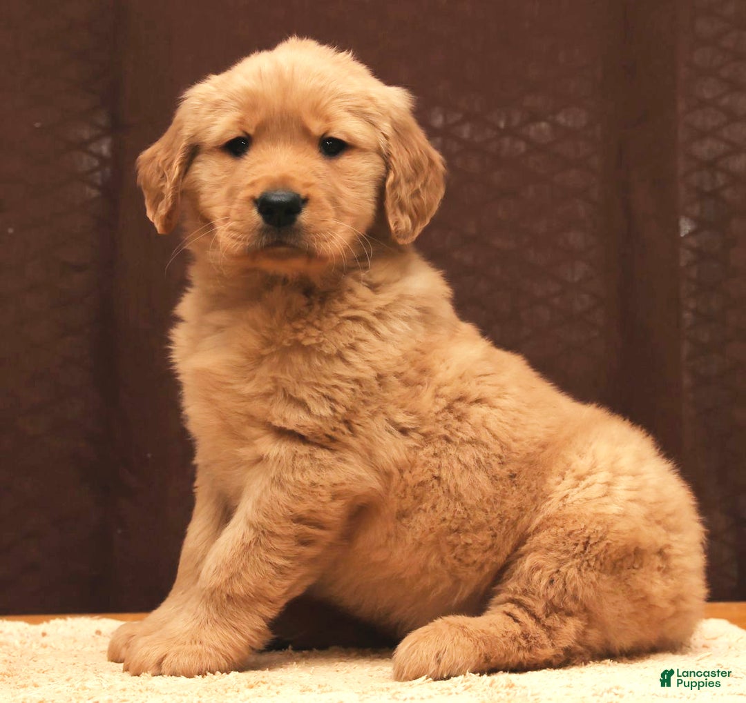 Golden Retriever dogs for sale: Flint - Ad 7