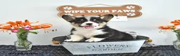 Welsh Corgi Pembroke dogs for sale: Ricky  - Ad 2